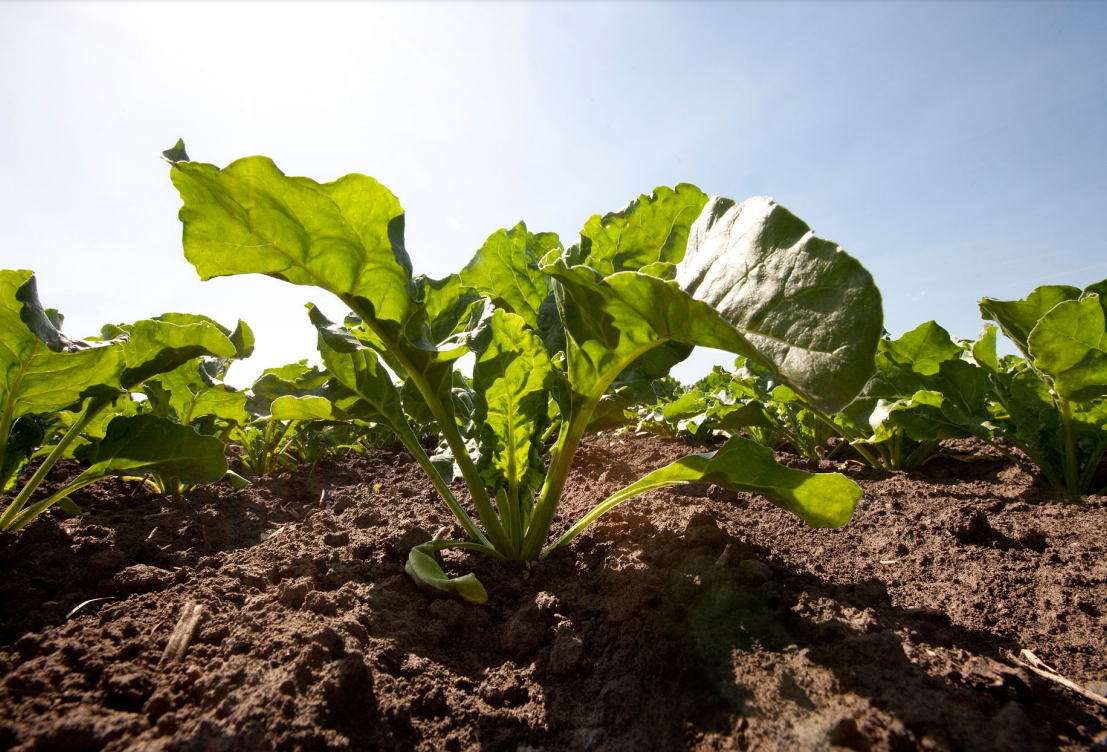 Fiche technique de Lepicard Agriculture // Santé du végétal